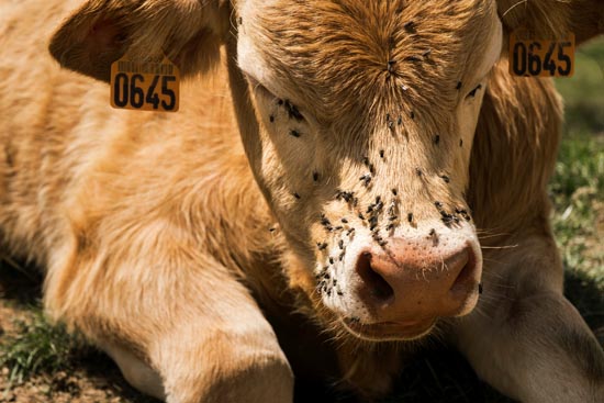 Des mouches sur le museau / France (2020)