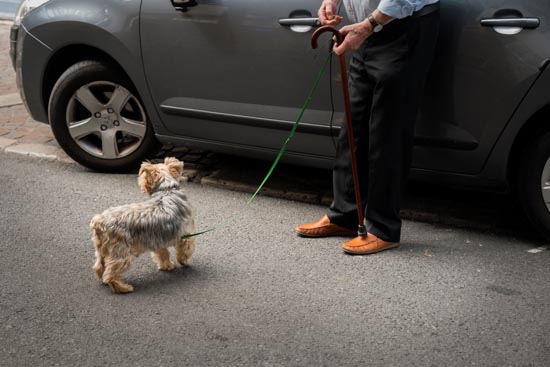 L'homme à la canne et au Yorkshire / France (2020)