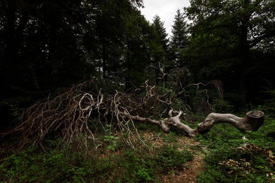 Un Fau de Verzy mort / France (2020)