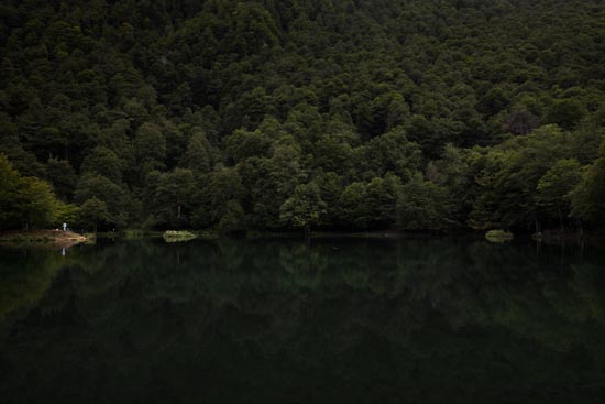 Dark Green Landscape / France (2020)