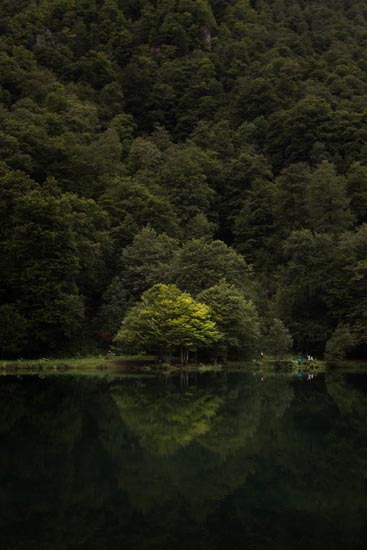 Arbre lumineux en bord de lac / France (2020)