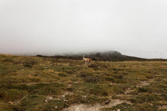 Le lama au cul roux / France (2020)