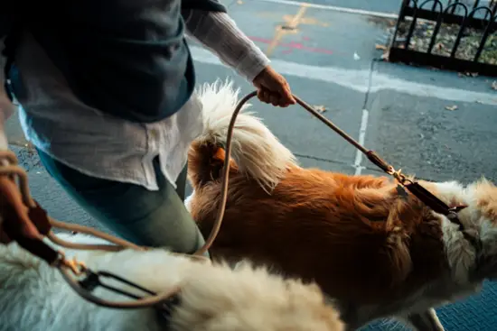 Pet Sitter II / New York, USA (2022)