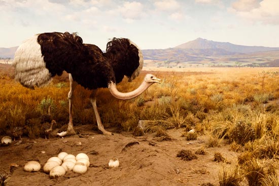 5784 (American Museum of Natural History - NY - USA - 2022)