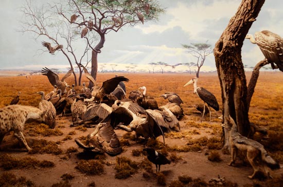 5795 (American Museum of Natural History - NY - USA - 2022)