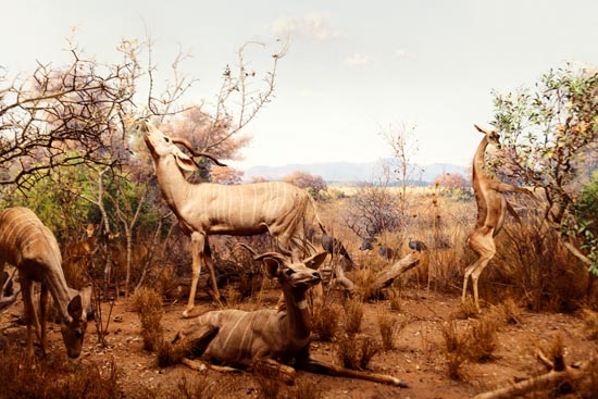 5818 (American Museum of Natural History - NY - USA - 2022)