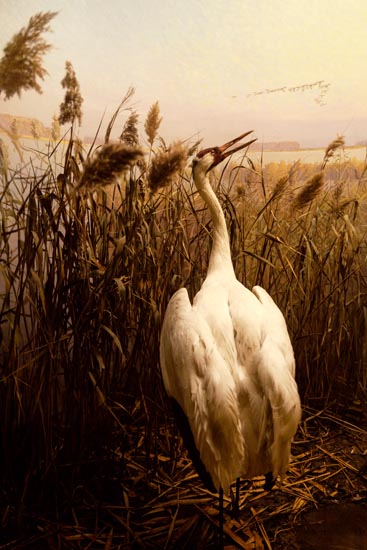 5835 (American Museum of Natural History - NY - USA - 2022)