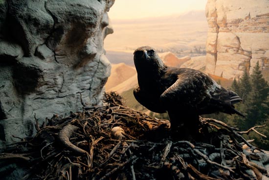 5838 (American Museum of Natural History - NY - USA - 2022)