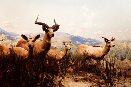 5858 (American Museum of Natural History - NY - USA - 2022)