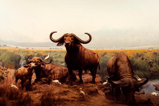 5861 (American Museum of Natural History - NY - USA - 2022)