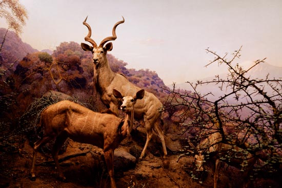 5868 (American Museum of Natural History - NY - USA - 2022)