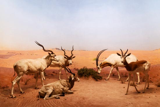 5879 (American Museum of Natural History - NY - USA - 2022)