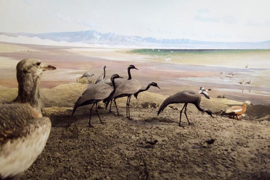 5887 (American Museum of Natural History - NY - USA - 2022)