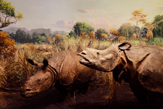 5896 (American Museum of Natural History - NY - USA - 2022)