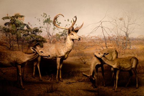 5900 (American Museum of Natural History - NY - USA - 2022)