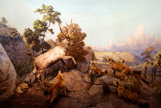 5907 (American Museum of Natural History - NY - USA - 2022)