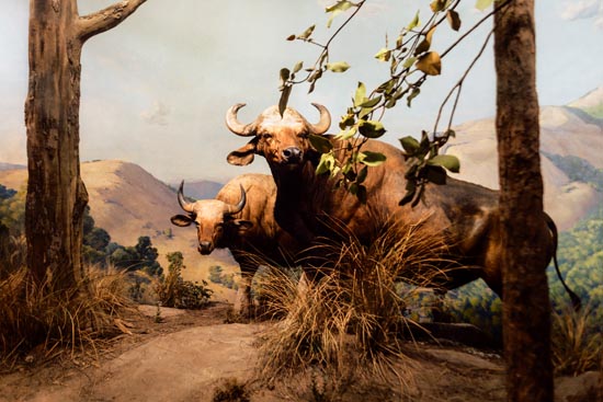 5912 (American Museum of Natural History - NY - USA - 2022)