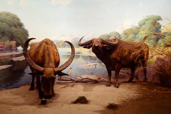 5913 (American Museum of Natural History - NY - USA - 2022)