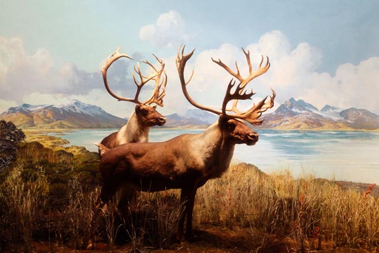 5916 (American Museum of Natural History - NY - USA - 2022)