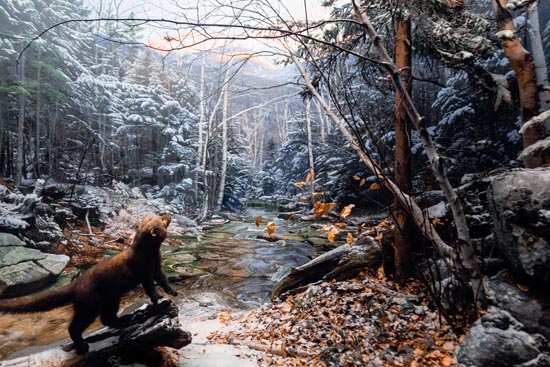 5920 (American Museum of Natural History - NY - USA - 2022)