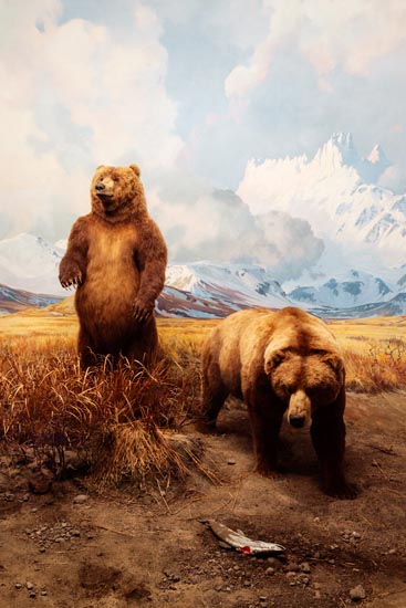 5937 (American Museum of Natural History - NY - USA - 2022)