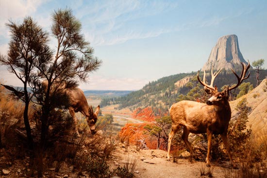 5940 (American Museum of Natural History - NY - USA - 2022)