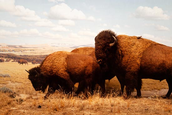 5946 (American Museum of Natural History - NY - USA - 2022)