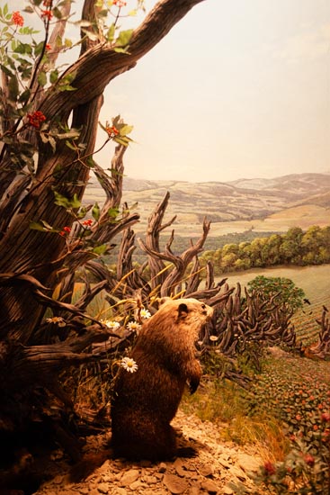 5948 (American Museum of Natural History - NY - USA - 2022)