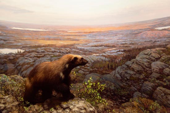 5950 (American Museum of Natural History - NY - USA - 2022)