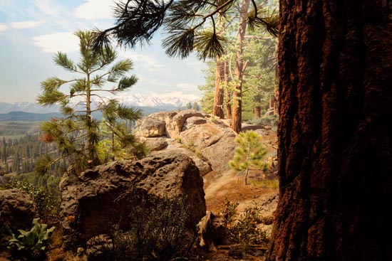 5962 (American Museum of Natural History - NY - USA - 2022)