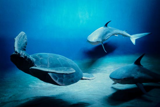 5980 (American Museum of Natural History - NY - USA - 2022)