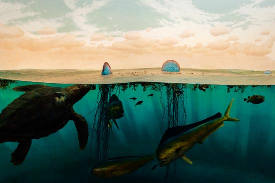 5981 (American Museum of Natural History - NY - USA - 2022)