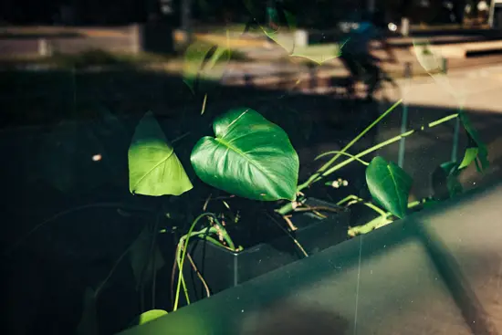 Plante verte / Suisse (2023)