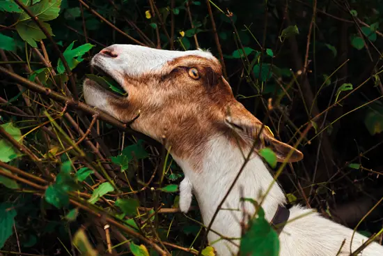 Une chèvre qui mange / Allemagne (2023)