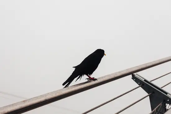 Piaf au Zugspitze / Allemagne (2023)