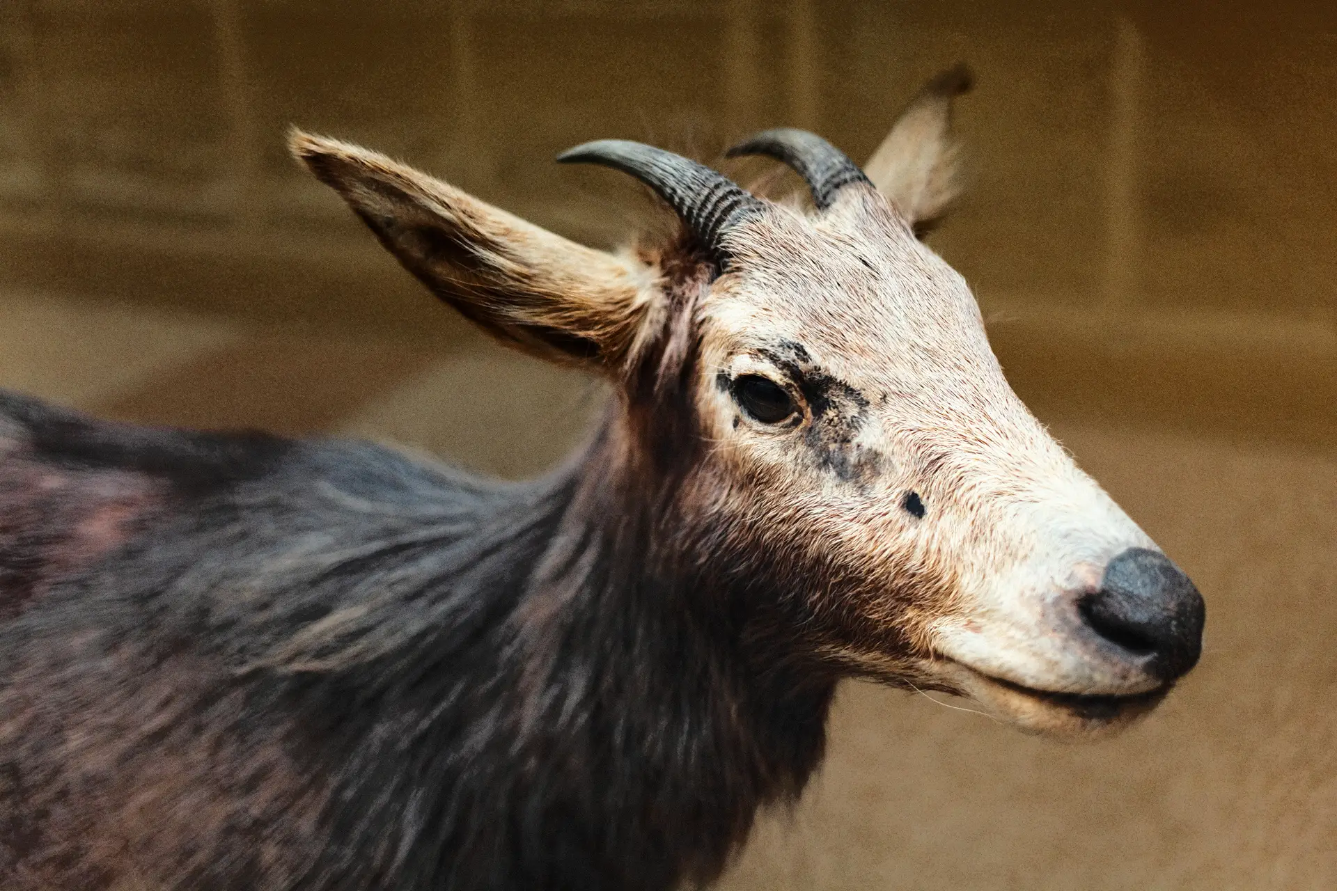 0428 (Musée de zoologie de Lausanne / 2023)