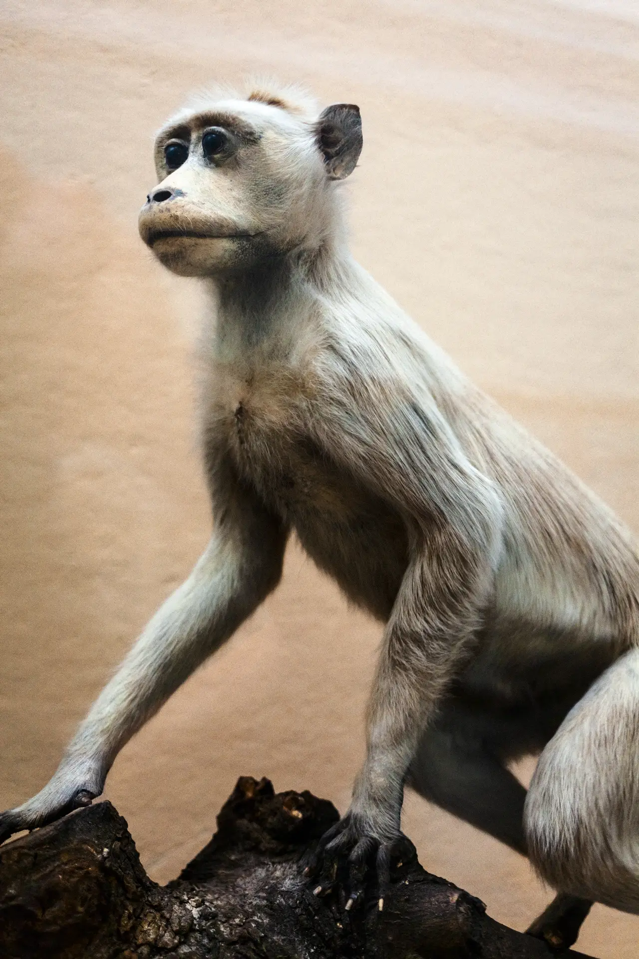 0433 (Musée de zoologie de Lausanne / 2023)