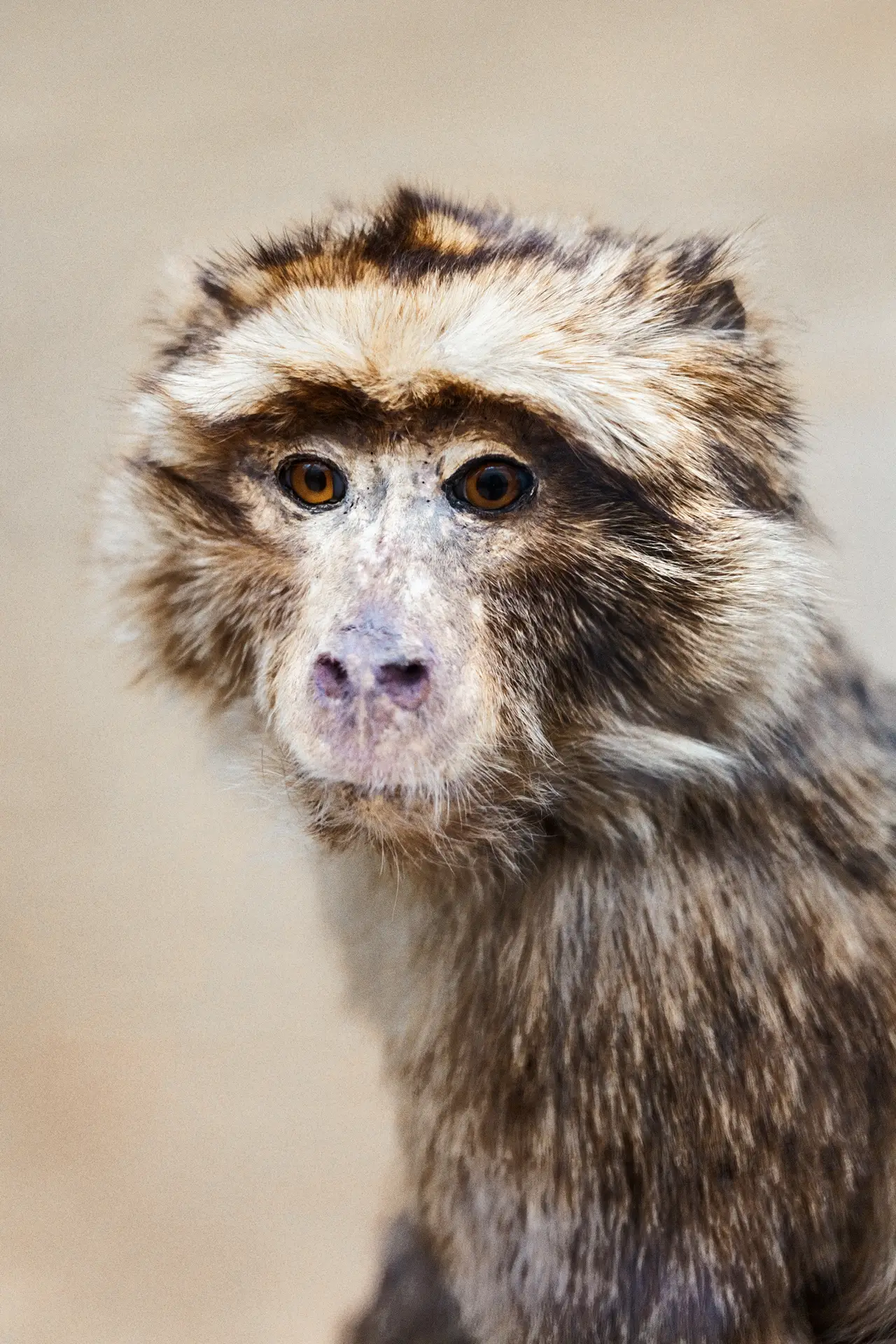 0435 (Musée de zoologie de Lausanne / 2023)