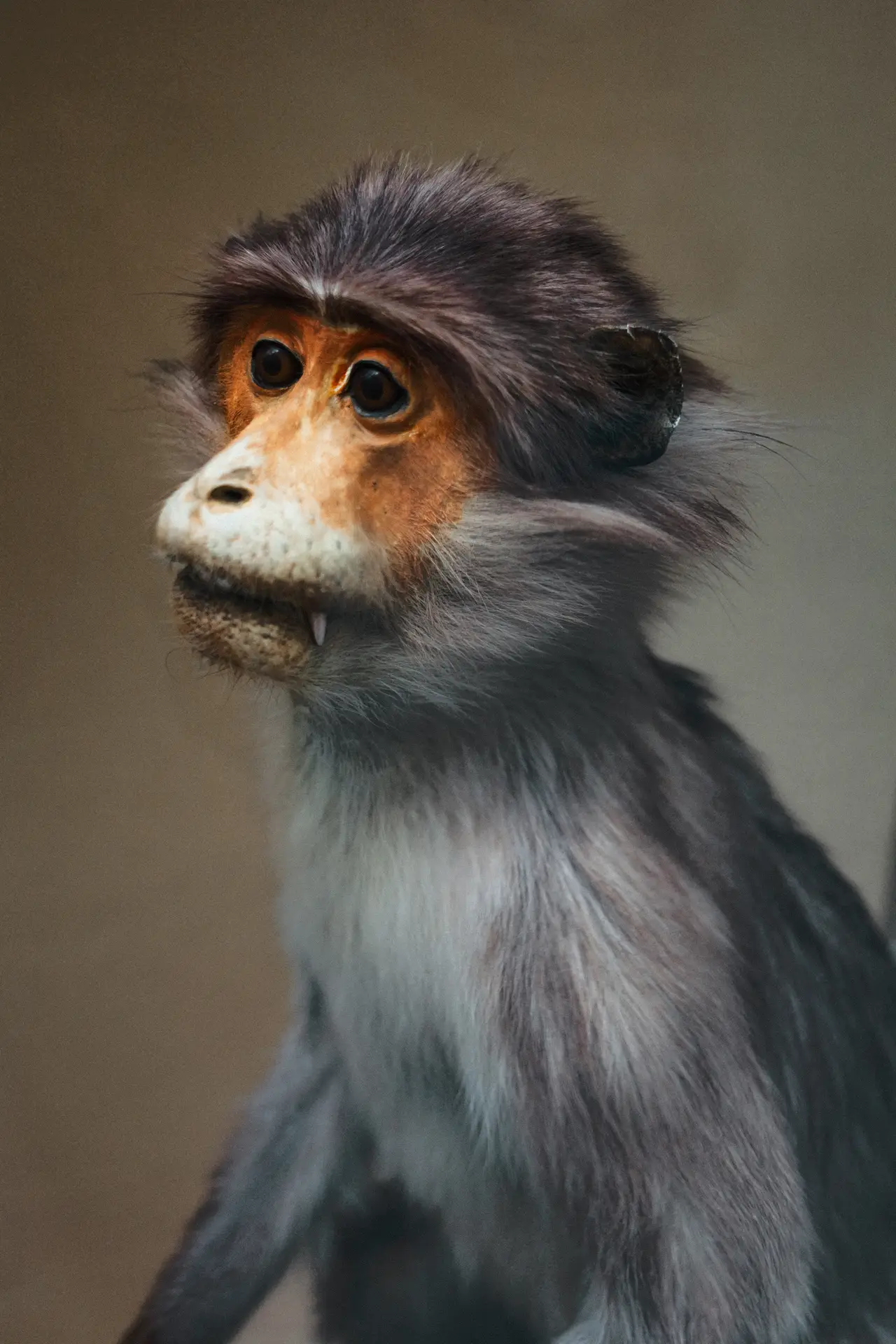 0436 (Musée de zoologie de Lausanne / 2023)