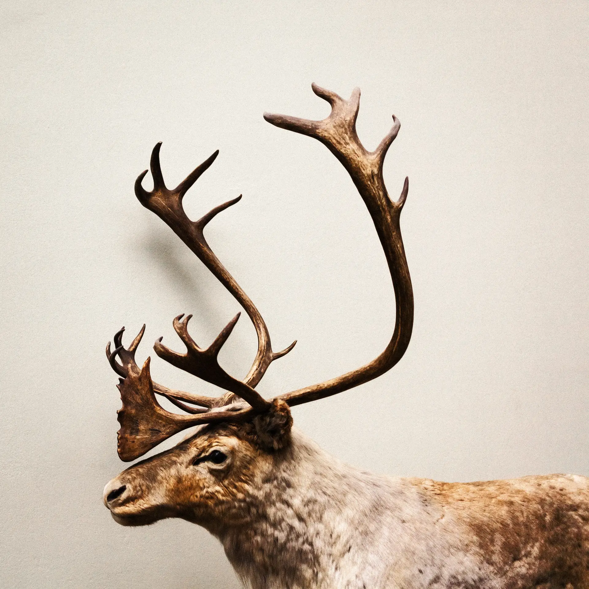 0437 (Musée de zoologie de Lausanne / 2023)