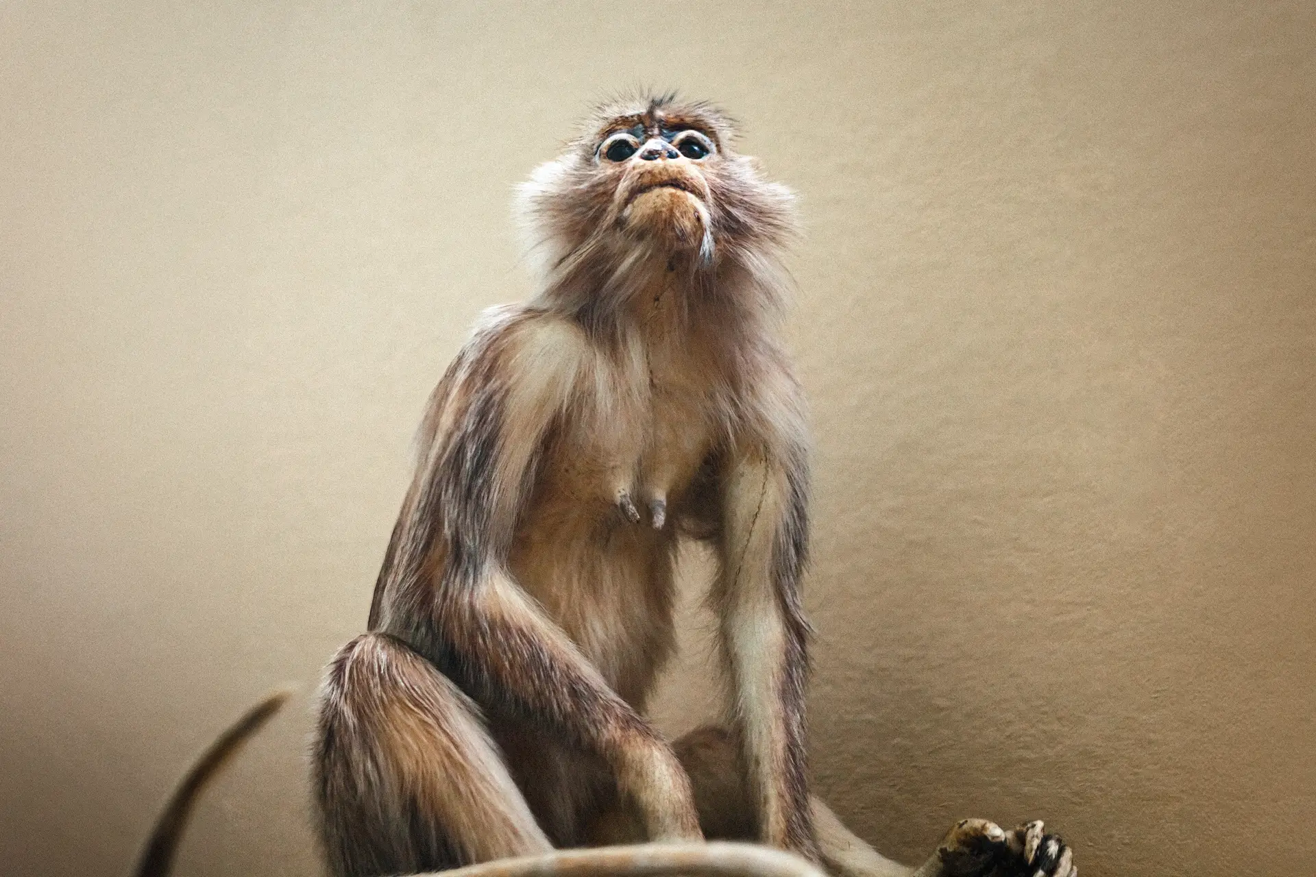 0440 (Musée de zoologie de Lausanne / 2023)