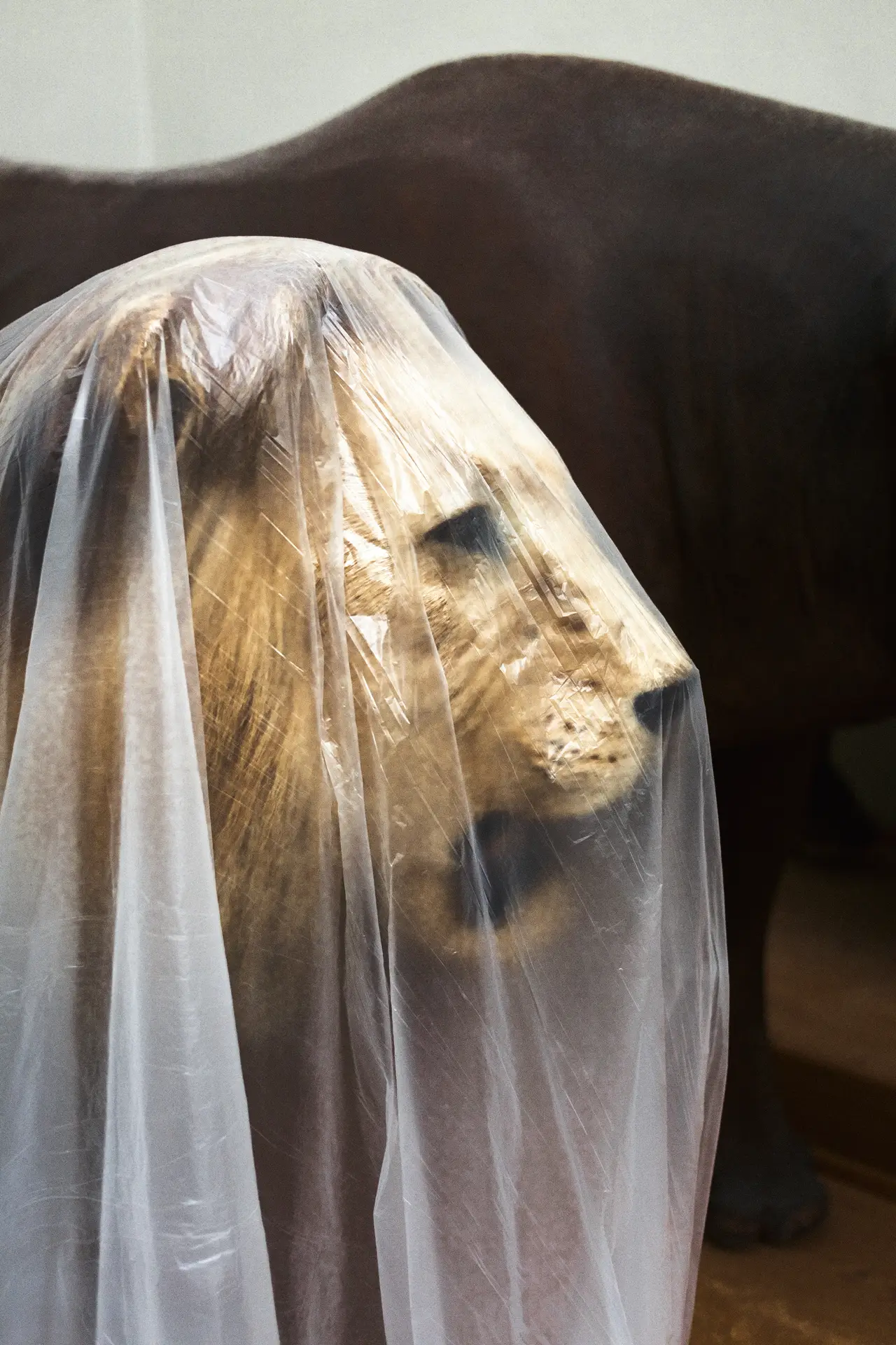 0441 (Musée de zoologie de Lausanne / 2023)