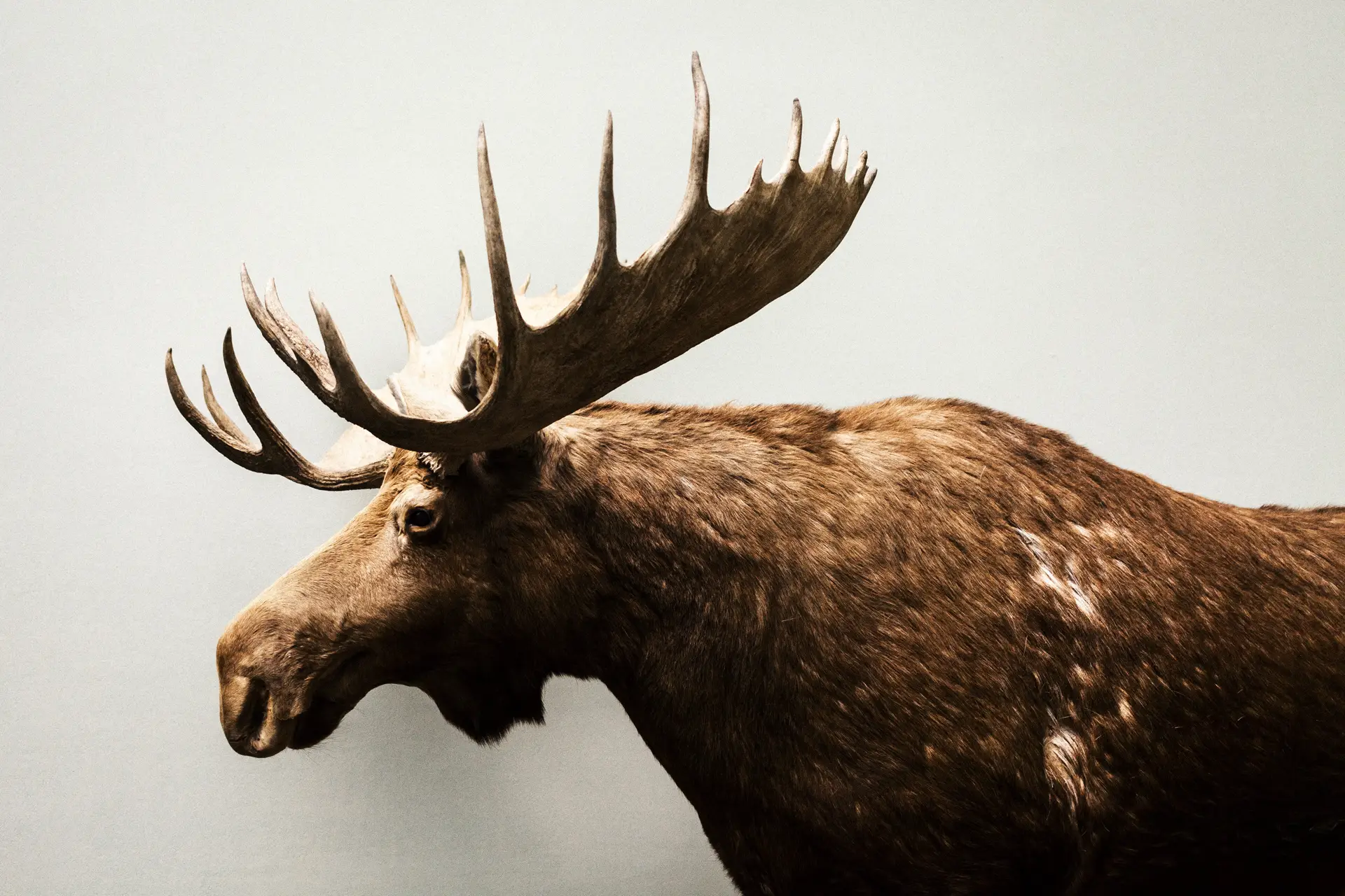 0443 (Musée de zoologie de Lausanne / 2023)