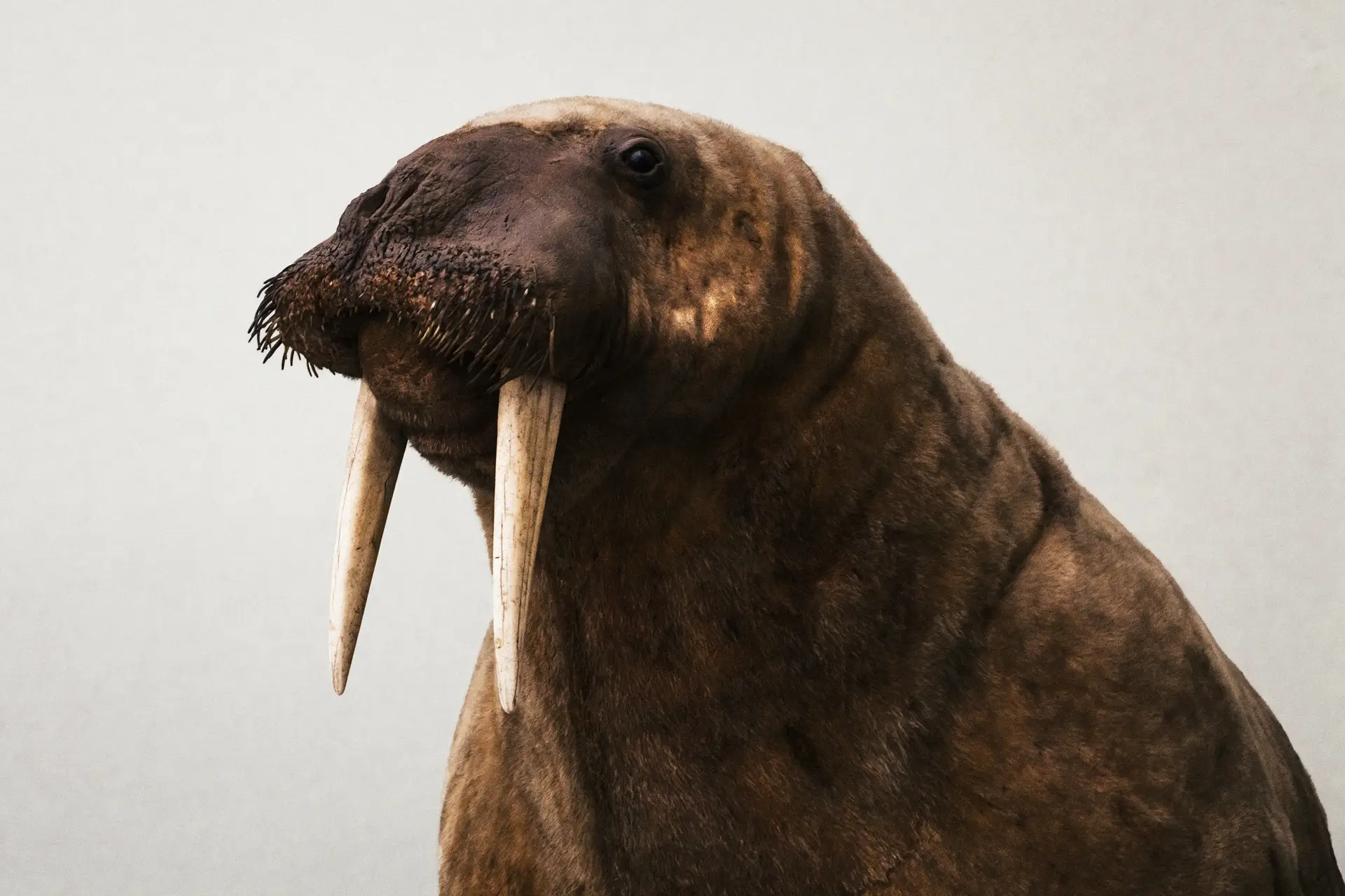 0450 (Musée de zoologie de Lausanne / 2023)