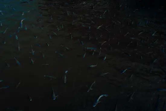 Carpes I / Taïwan (2024)