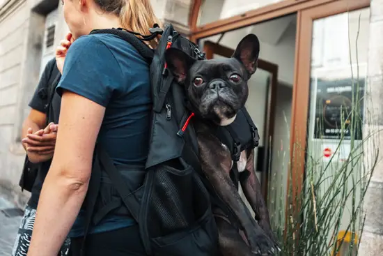 Sac à dos Bulldog (français) / France (2025)