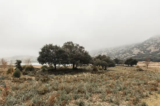 Des arbres au Lac de Cúber (2025)