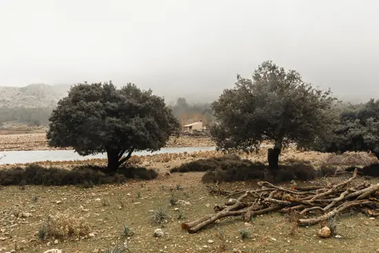 Refuge entre les arbres au Lac de Cúber (2025)