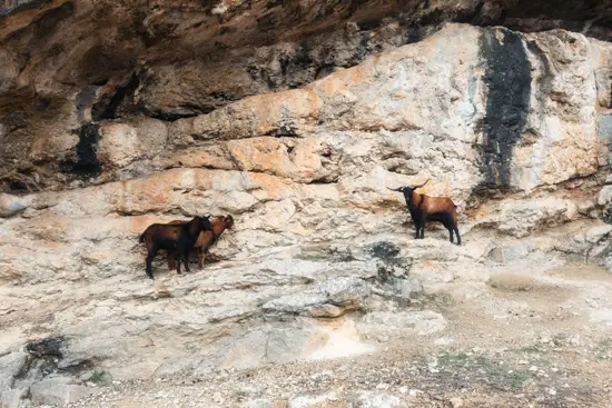 Boucs ou chèvres sur fond de roche (2025)