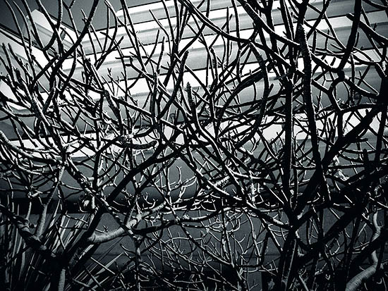 Tout est complétement emmêlé (2011)